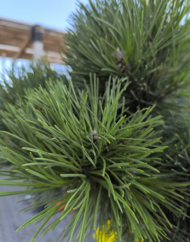 Borovica čierna ’Sadok´ na kmienku