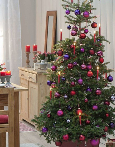 Jedľa korejská  300cm, kont.