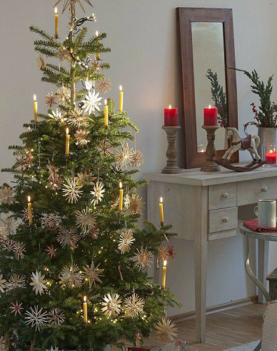 Jedľa korejská  450cm, kont.