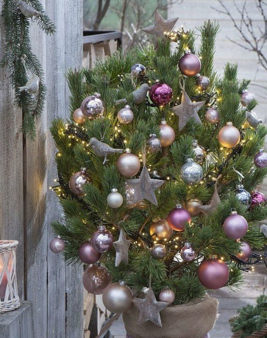 Borovica čierna 100/125 cm, kont.