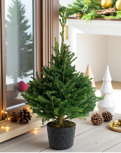 Smrek pančičov (Omorika) 40/60cm