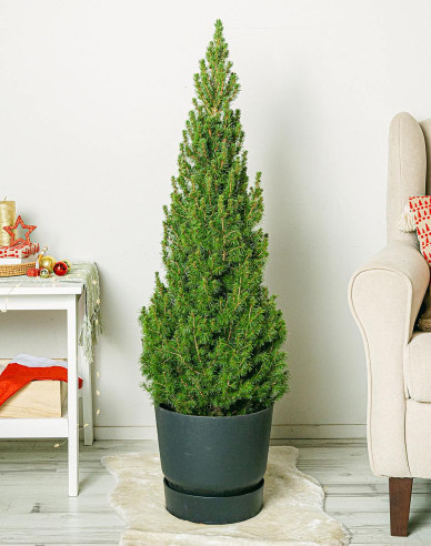 Smrek biely ´Super Green´