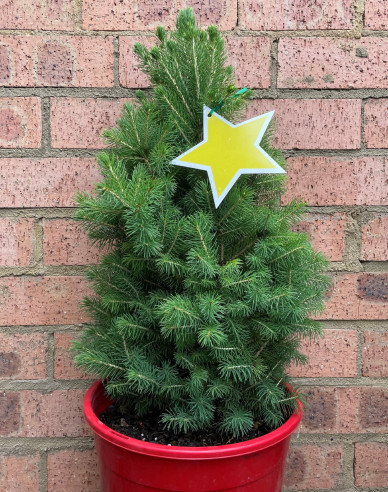 Smrek biely ´Super Green´