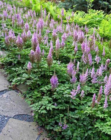 Astilba čínska ’Pumila’