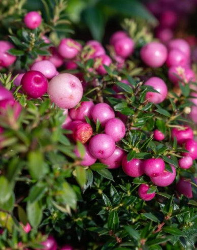 Gaultéria hrotitá - ružová