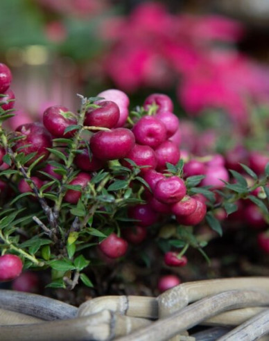 Gaultéria hrotitá - ružová