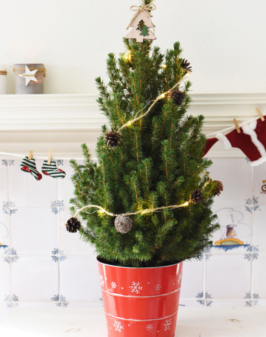 Smrek biely ´Super Green´