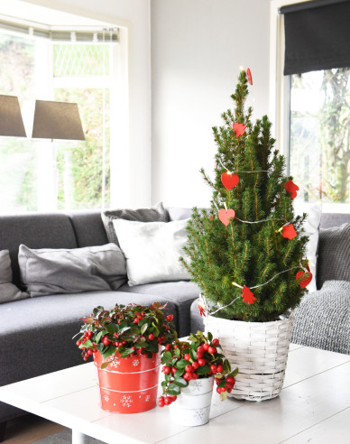 Smrek biely ´Conica´