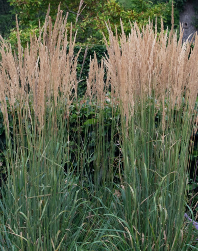 Smlz ostrokvetý ´Karl Foerster´