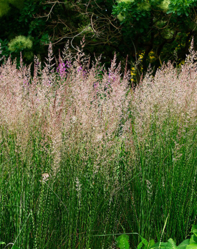 Smlz ostrokvetý ´Karl Foerster´