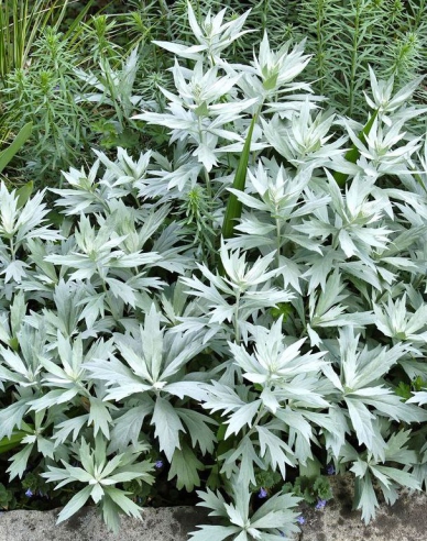 Palina ’Valerie Finnis’