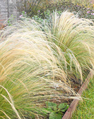 Kavyl ´Pony tails´