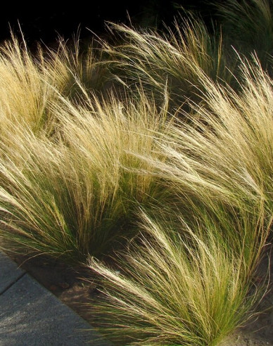 Kavyl ´Pony tails´