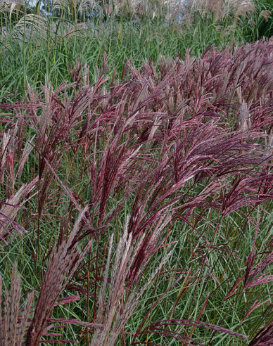 Ozdobnica čínska ´Red Chief´