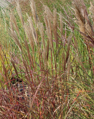 Ozdobnica čínska ´Red Chief´