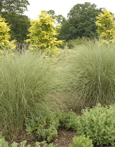 Ozdobnica čínska ´Morning Light´