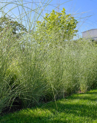 Ozdobnica čínska ´Morning Light´