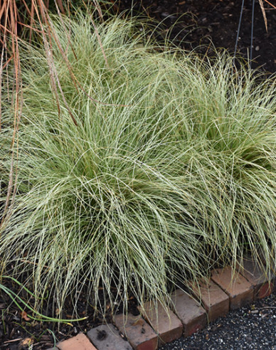 Ostrica ´Frosted Curls´