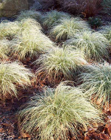 Ostrica ´Frosted Curls´