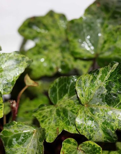 Brečtan popínavý ´Marmorata´