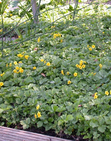 Valdštejnka trojpočetná