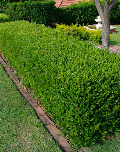 Krušpán vždyzelený