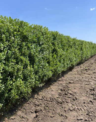 Krušpán vždyzelený