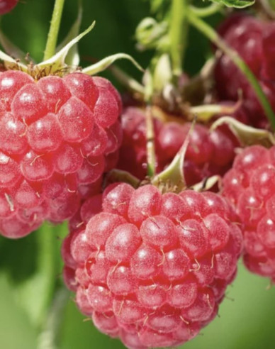 Malina červená ´Bohéme´ STÁLORODIACA