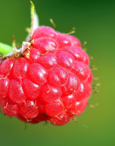 Malina červená ´Bohéme´ STÁLORODIACA