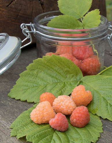 Malina žltá ´Valentina´ stálorodiaca