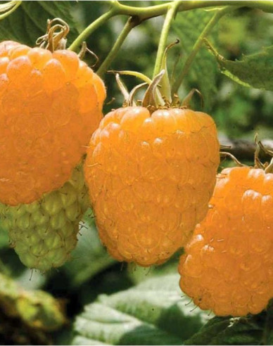 Malina žltá ´Valentina´ stálorodiaca