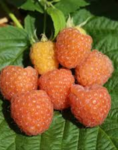 Malina žltá ´Valentina´ stálorodiaca