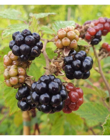 Černica  "Black Satin"