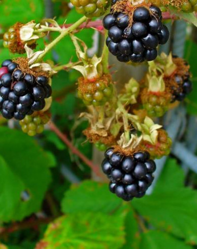 Černica  "Black Satin"