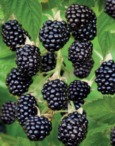 Černica ´Dirksen´