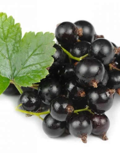 Ríbezľa čierna "Otelo" STROMČEKOVÁ, kont. 2l