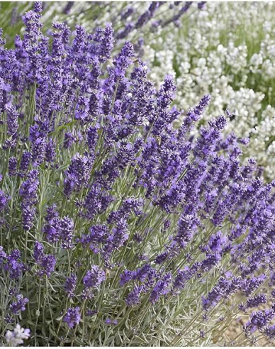 Levanduľa ‘Hidcote Blue’
