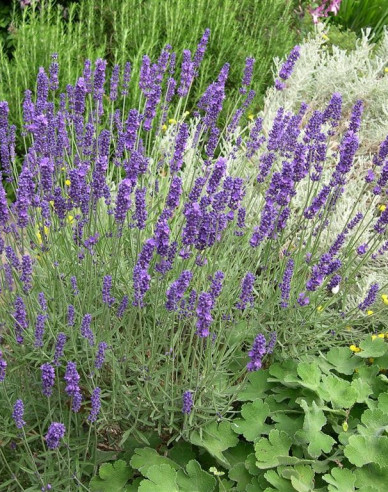 Levanduľa ‘Hidcote Blue’