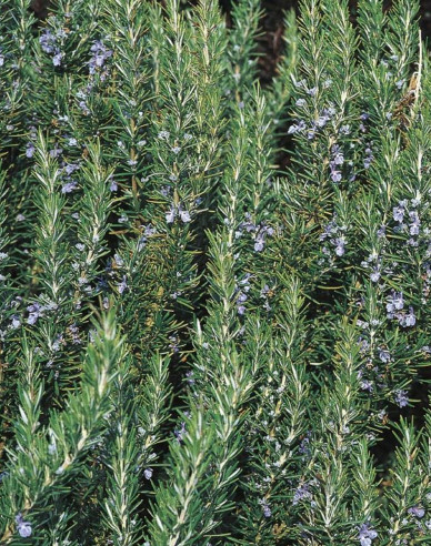 Rozmarín 40 - 50cm