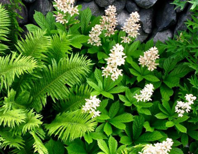 Rodgerzia ´White´