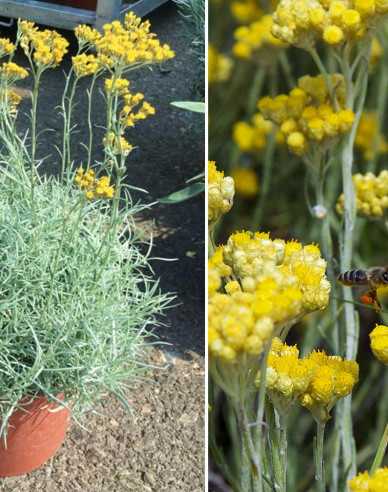 Slamiha úzkolistá "Kari"