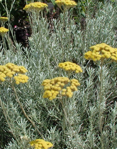 Slamiha úzkolistá "Kari"