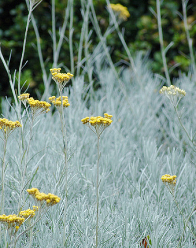 Slamiha úzkolistá "Kari"