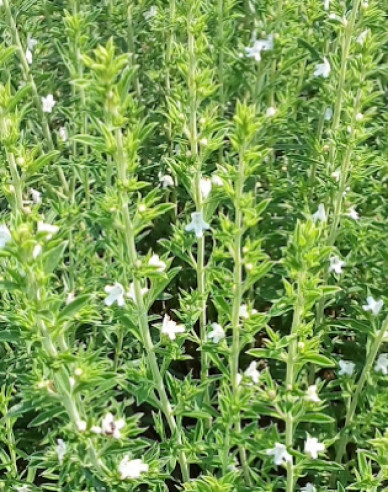 Saturejka záhradná