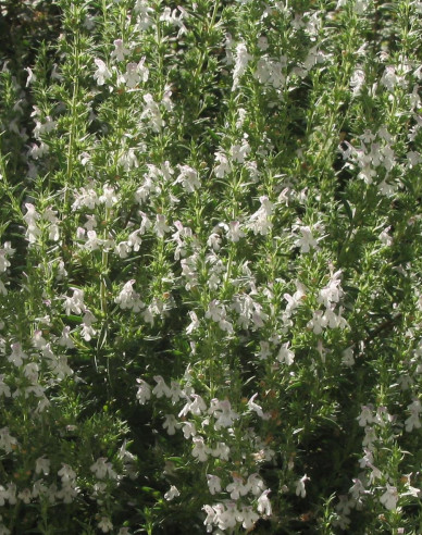 Saturejka záhradná