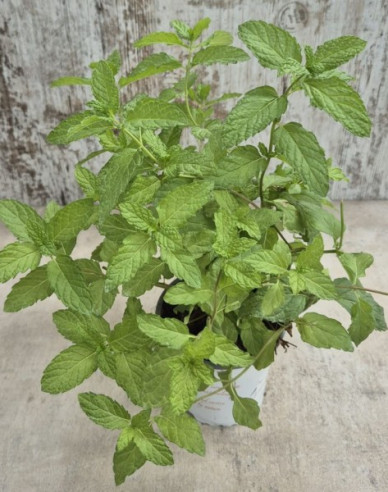 Mäta ´Hierbabuena´