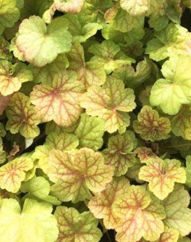 Heuchera ´World Caffe Romano´