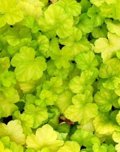 Heuchera ´World Caffe Romano´