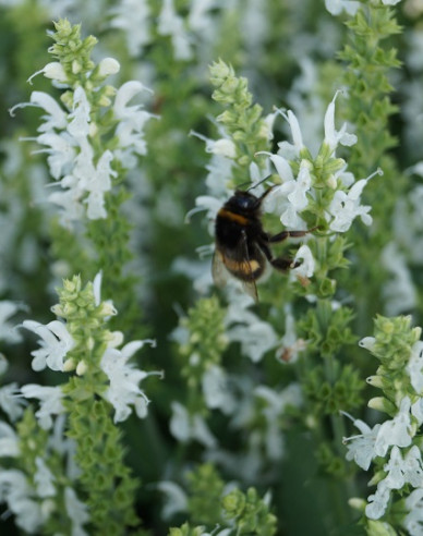Šalvia hájna ´Schneehugel´