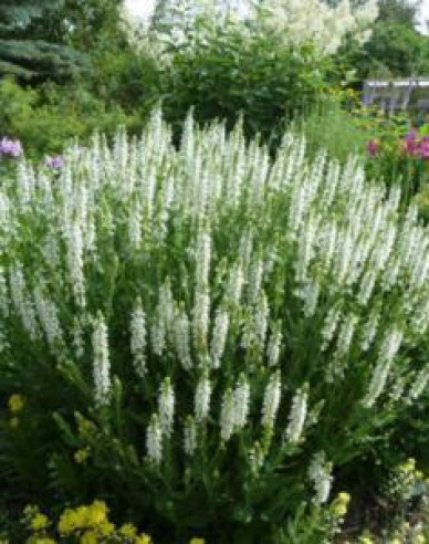 Šalvia hájna ´Schneehugel´